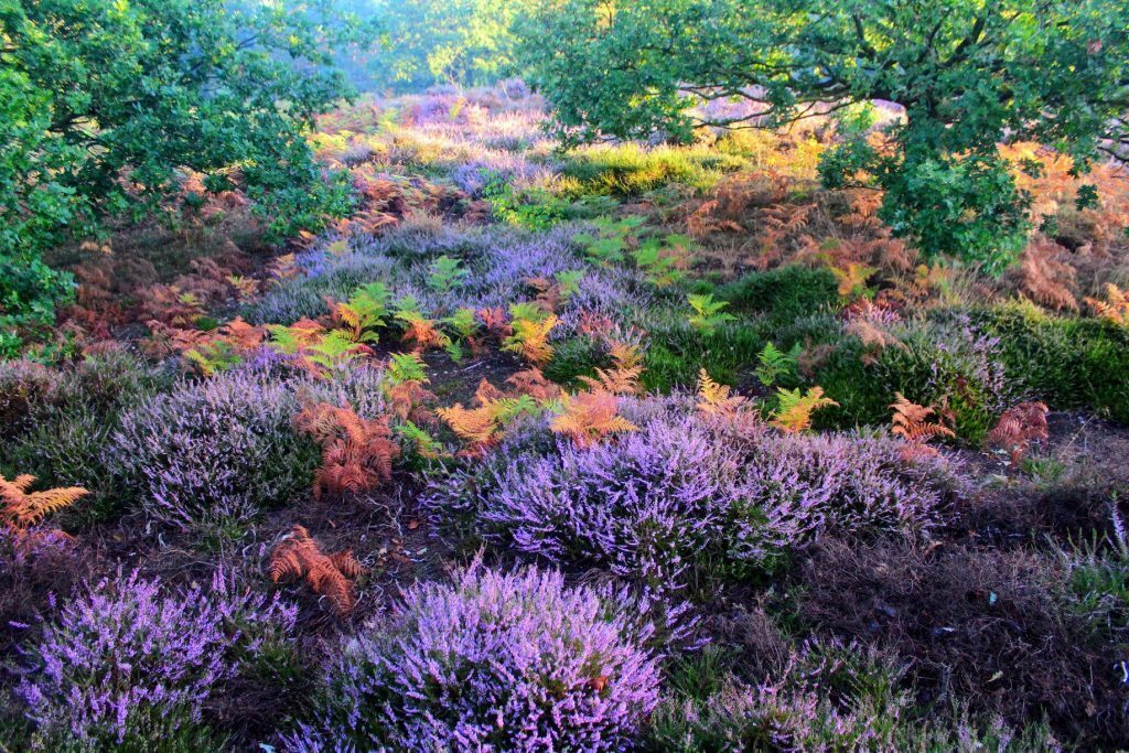 Bergherbos